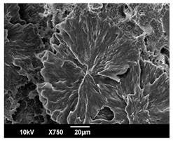 Polymers 16 00320 i016 Polymers 16 00320 i016