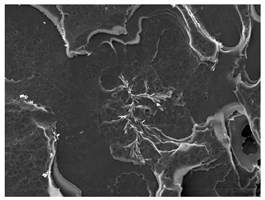 Polymers 16 00320 i021 Polymers 16 00320 i021