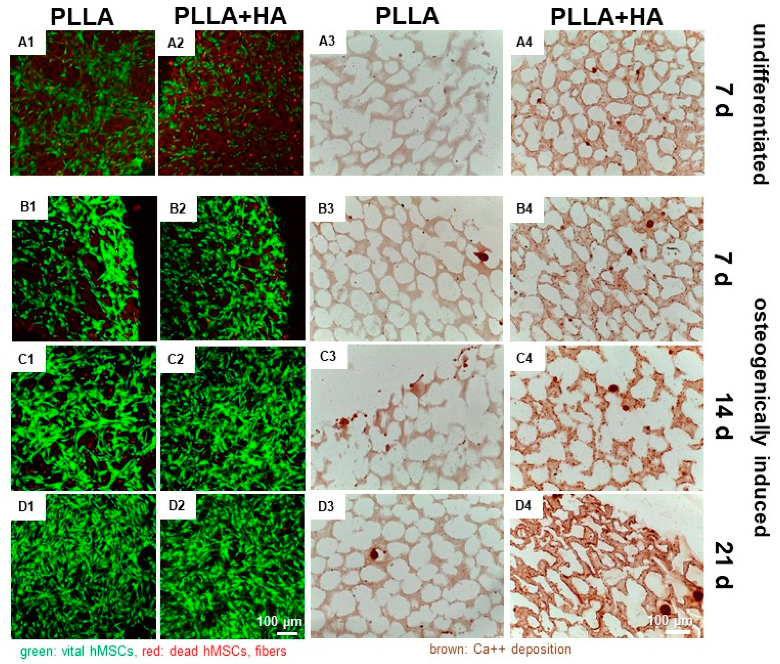 Polymers 16 00331 g005