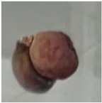 Polymers 16 00564 i008