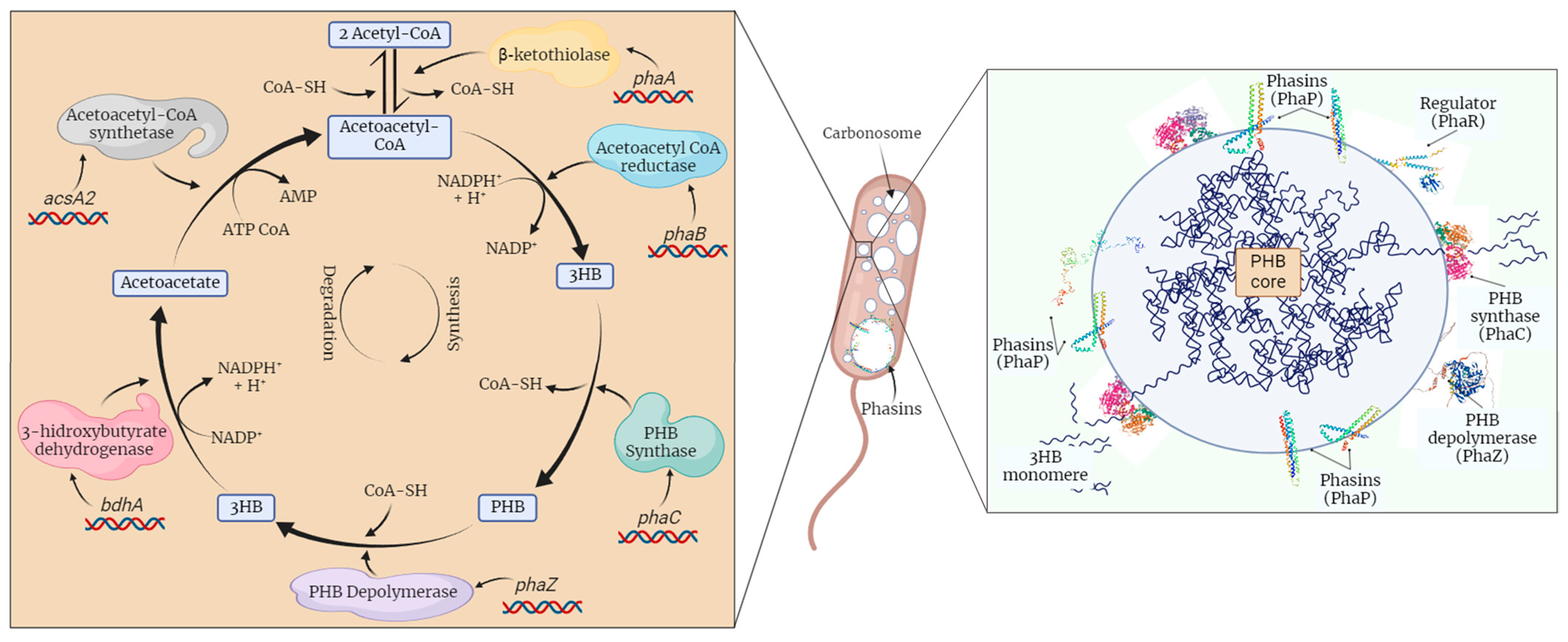 Polymers 16 00611 g001