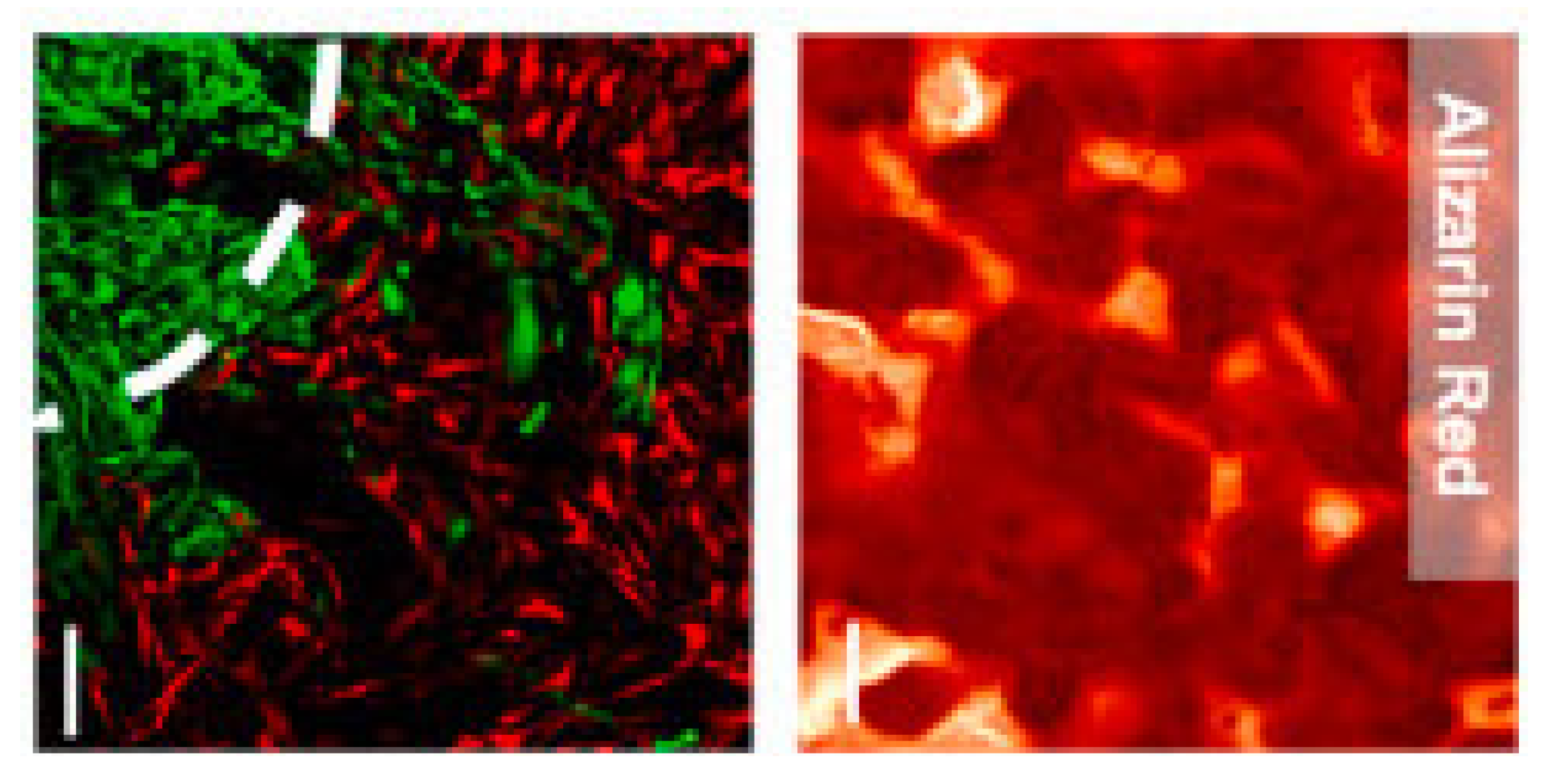 Polymers 16 00617 g006