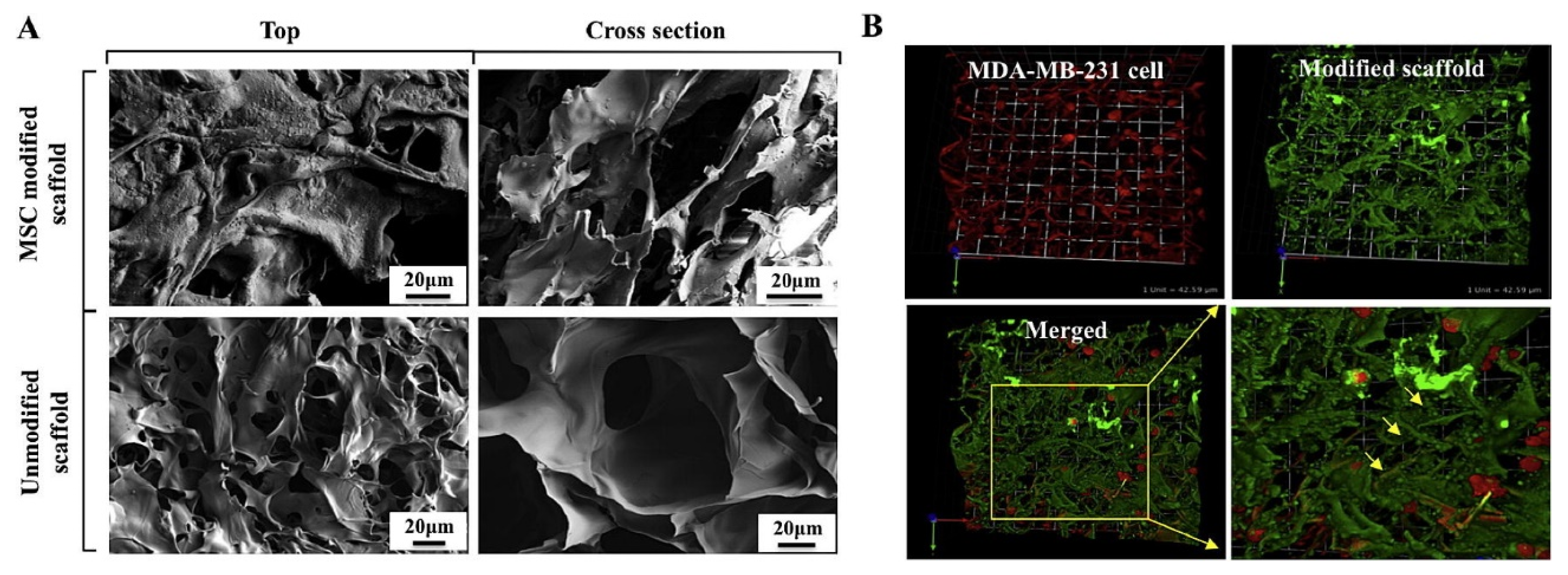 Polymers 16 00617 g008