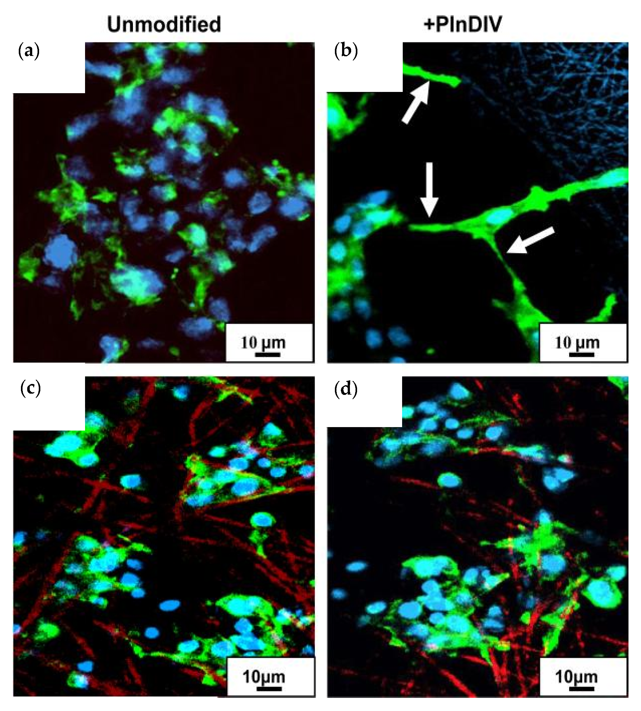 Polymers 16 00617 g009