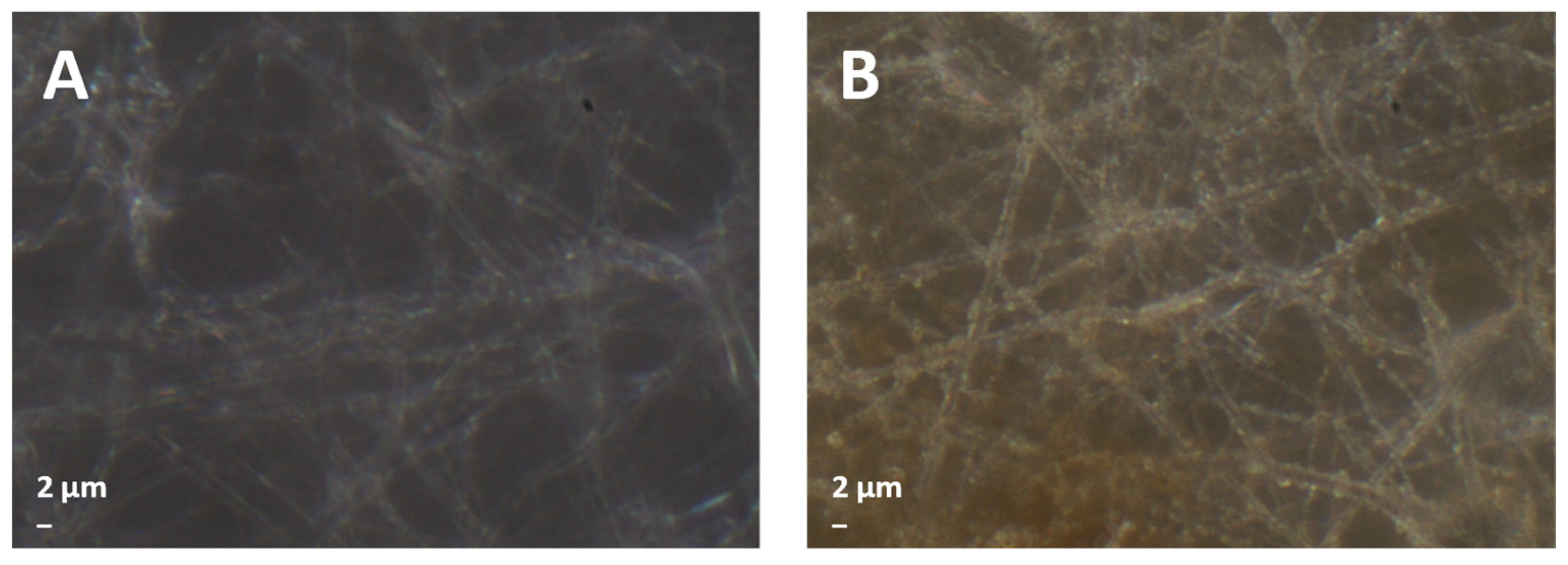 Polymers 16 00674 g003