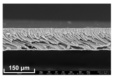 Polymers 16 00703 i007
