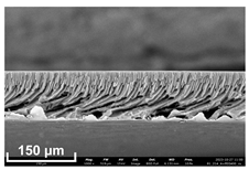 Polymers 16 00703 i009