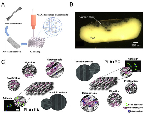 Polymers 16 00706 g004