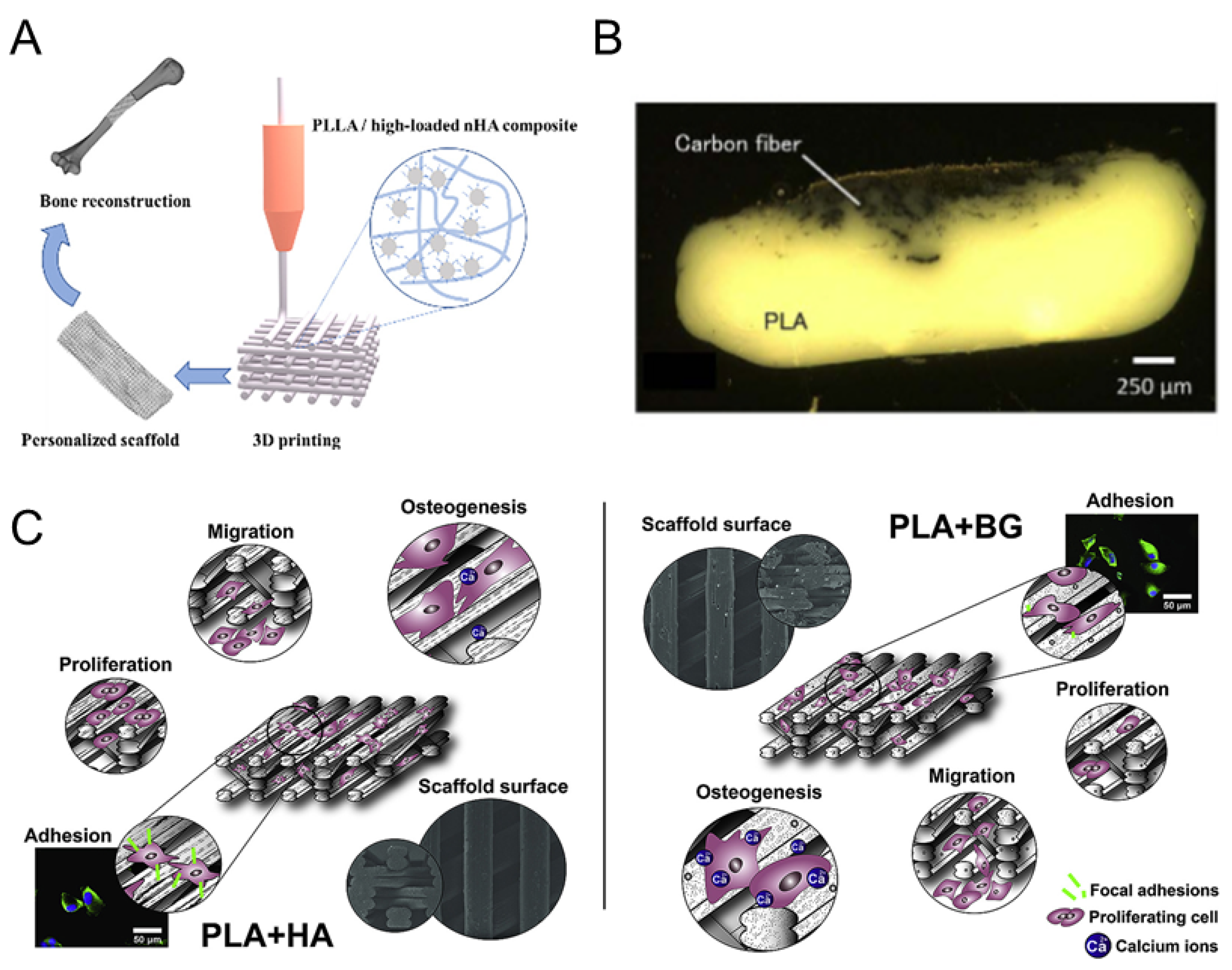 Polymers 16 00706 g004