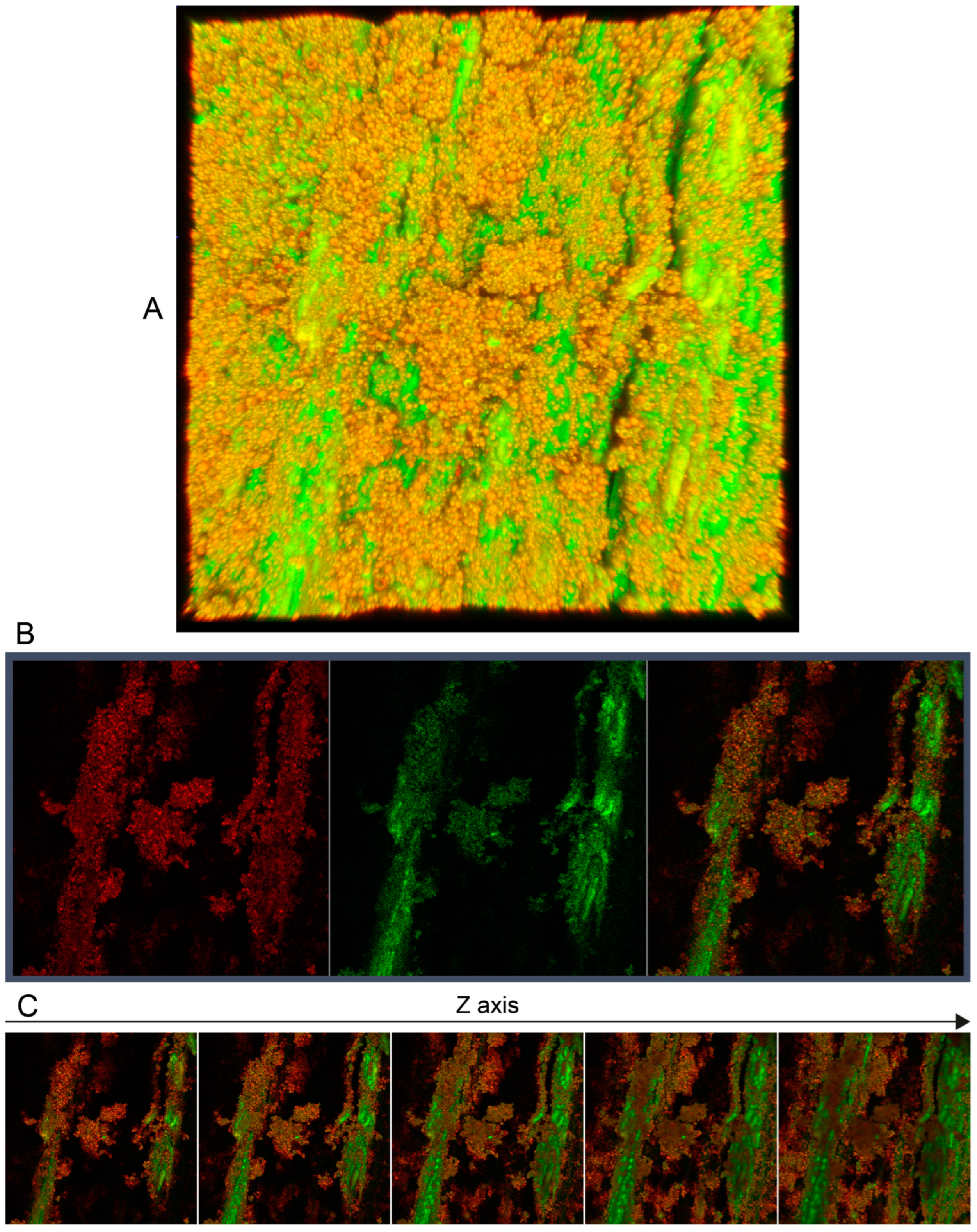 Polymers 16 00947 g008