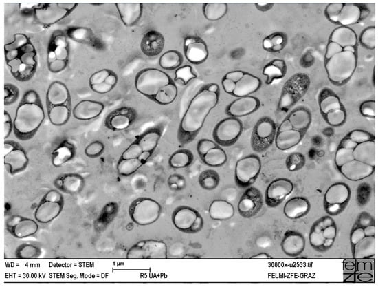 Polymers 16 00950 g004