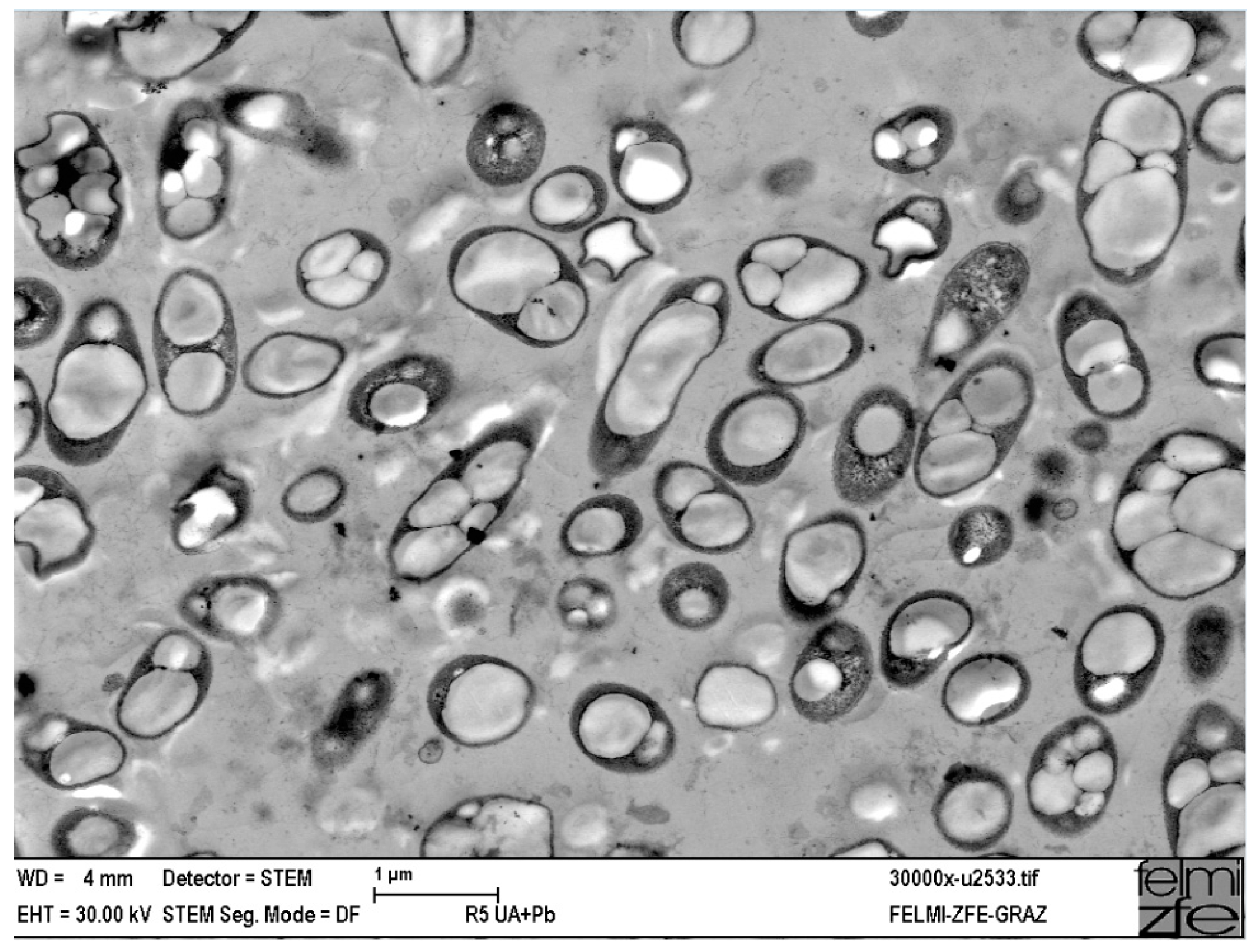 Polymers 16 00950 g004