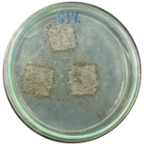 Polymers 16 01028 i001