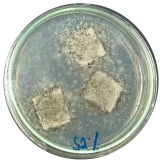 Polymers 16 01028 i002