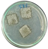 Polymers 16 01028 i003