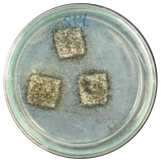 Polymers 16 01028 i004