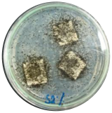 Polymers 16 01028 i005