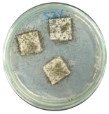 Polymers 16 01028 i006