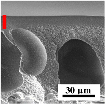Polymers 16 01236 i007