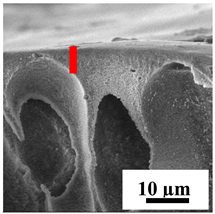 Polymers 16 01236 i014