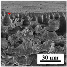 Polymers 16 01236 i022