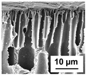 Polymers 16 01349 i001