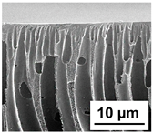 Polymers 16 01349 i005
