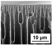 Polymers 16 01349 i006