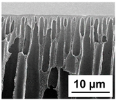 Polymers 16 01349 i009