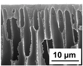 Polymers 16 01349 i011