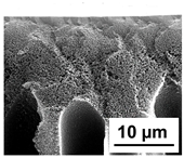 Polymers 16 01349 i024