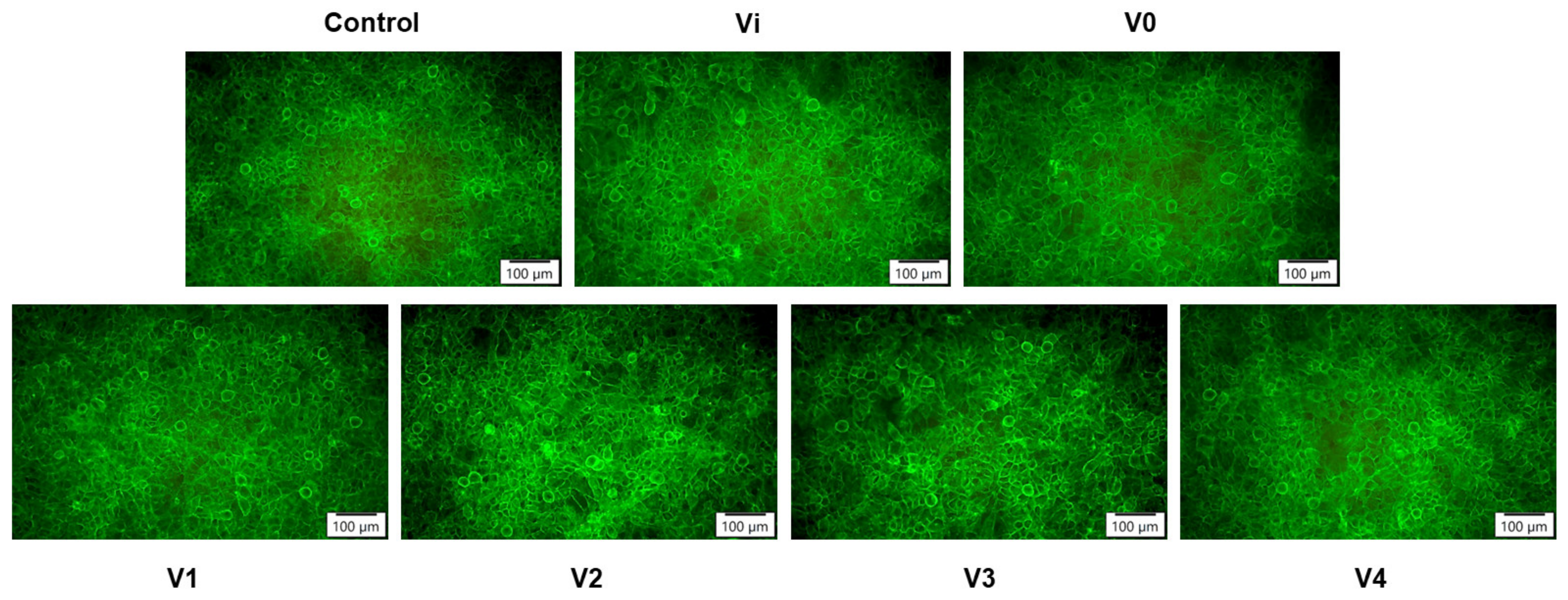 Polymers 16 01369 g013