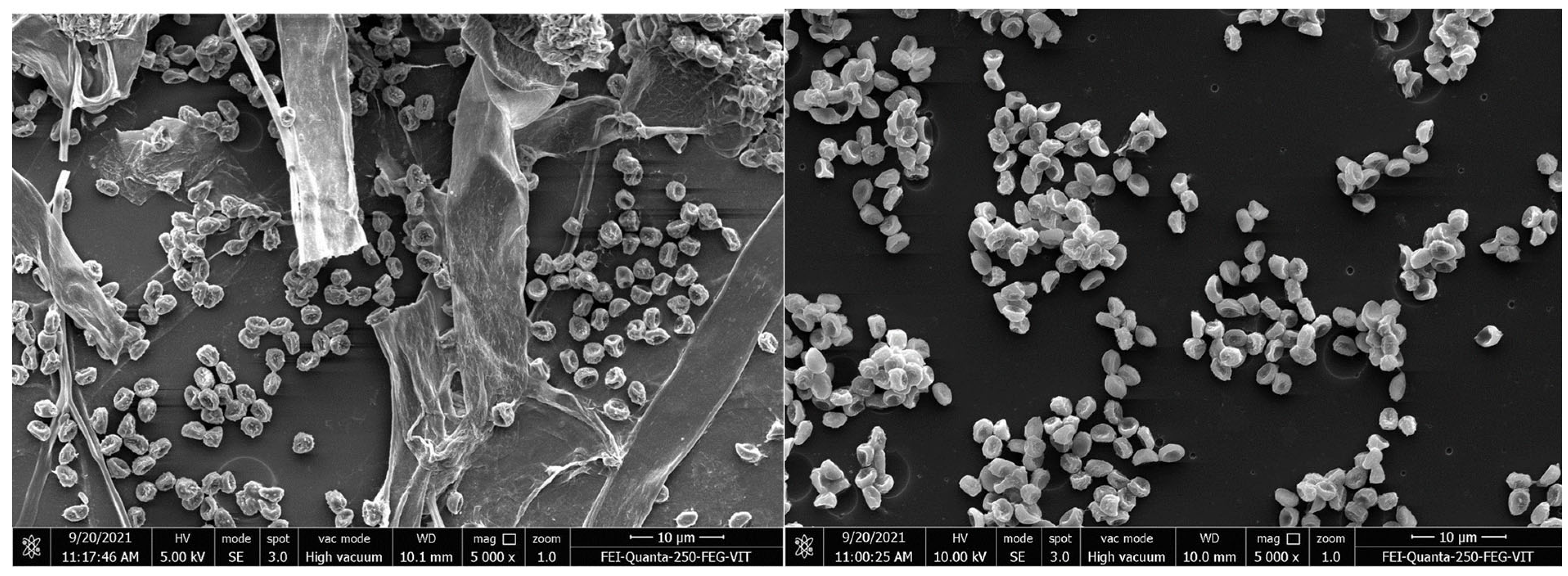 Polymers 16 01411 g010
