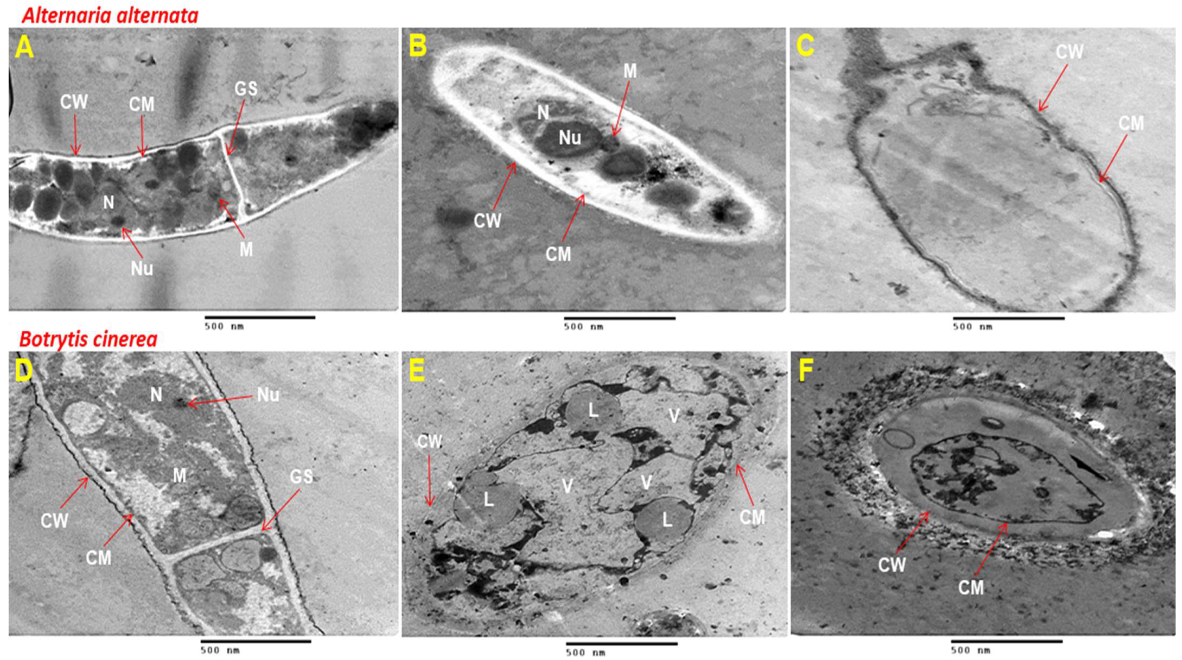 Polymers 16 01518 g005