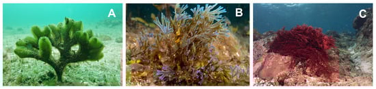 Polymers 16 01662 g001