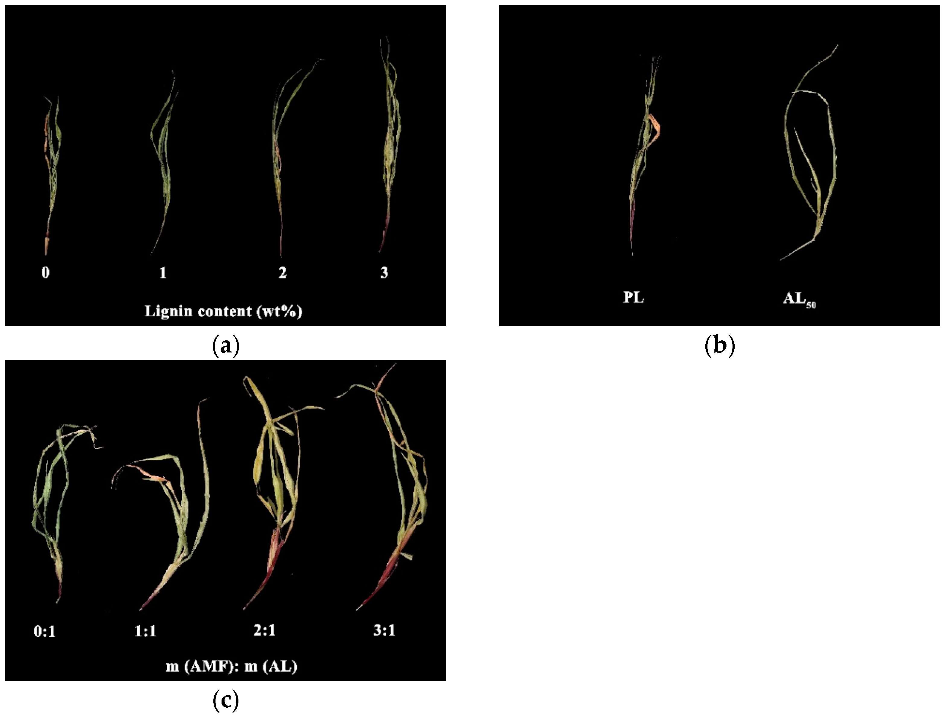 Polymers 16 01701 g011