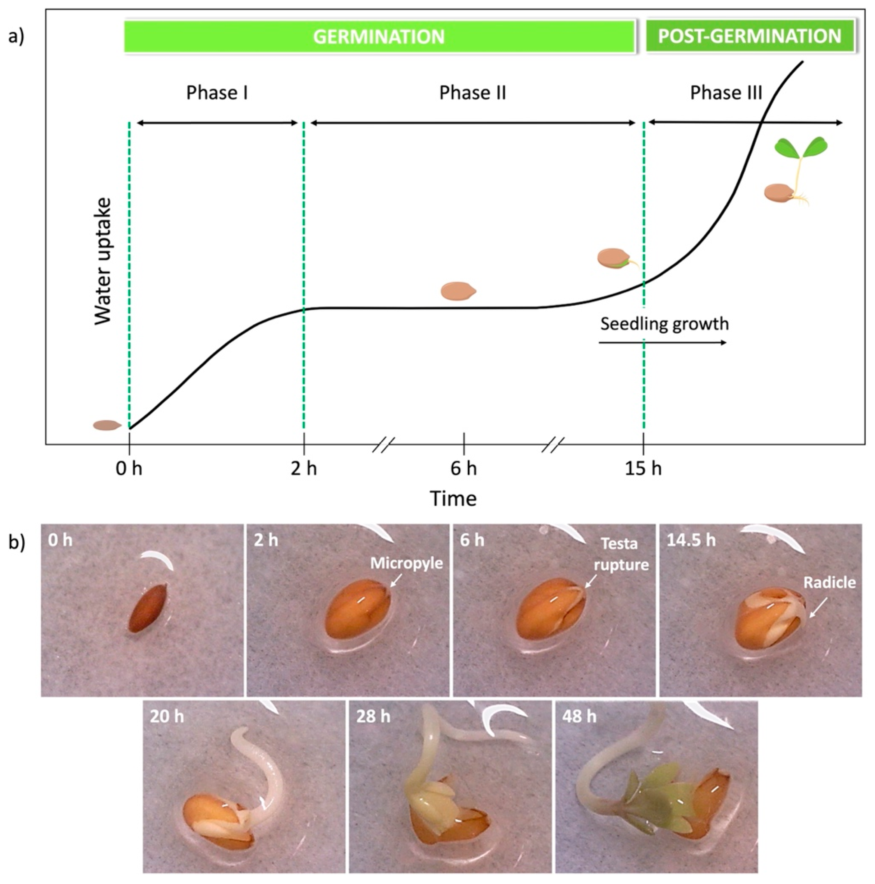 Polymers 16 01744 g002