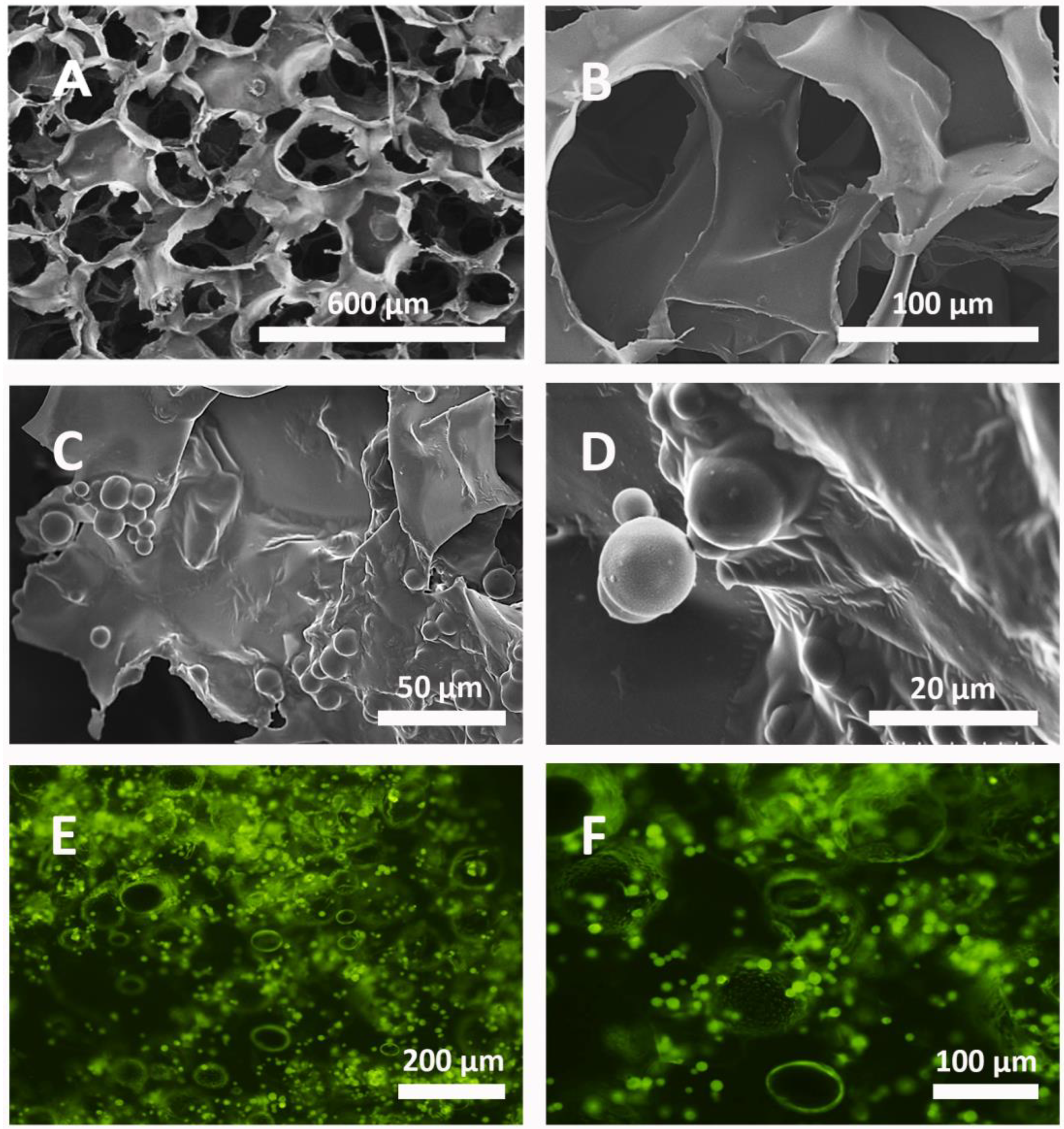 Polymers 16 01748 g001