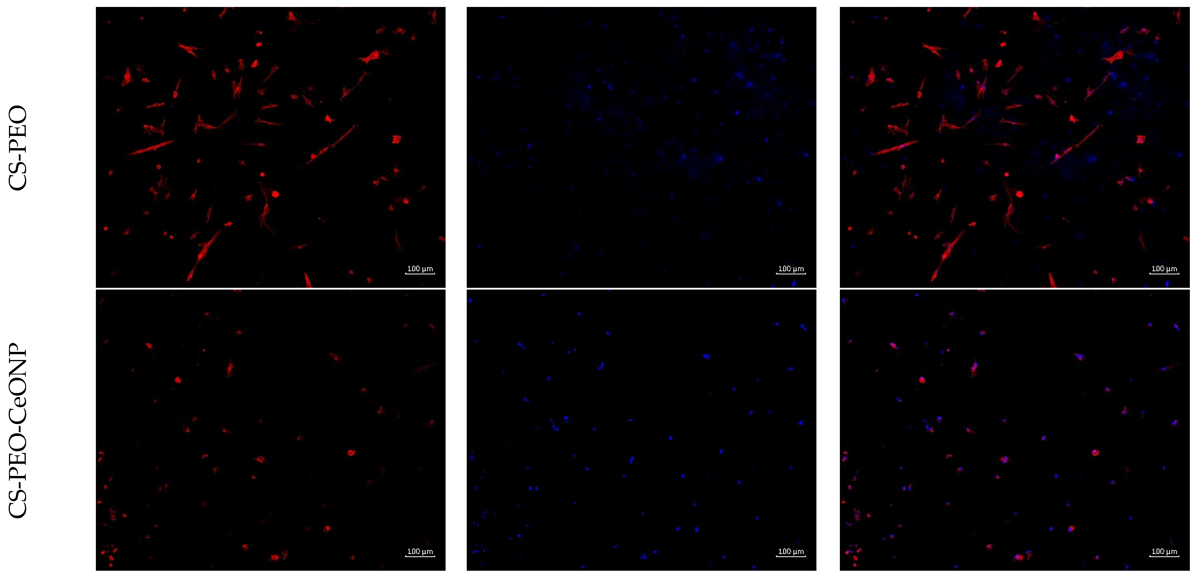 Polymers 16 01787 g005b