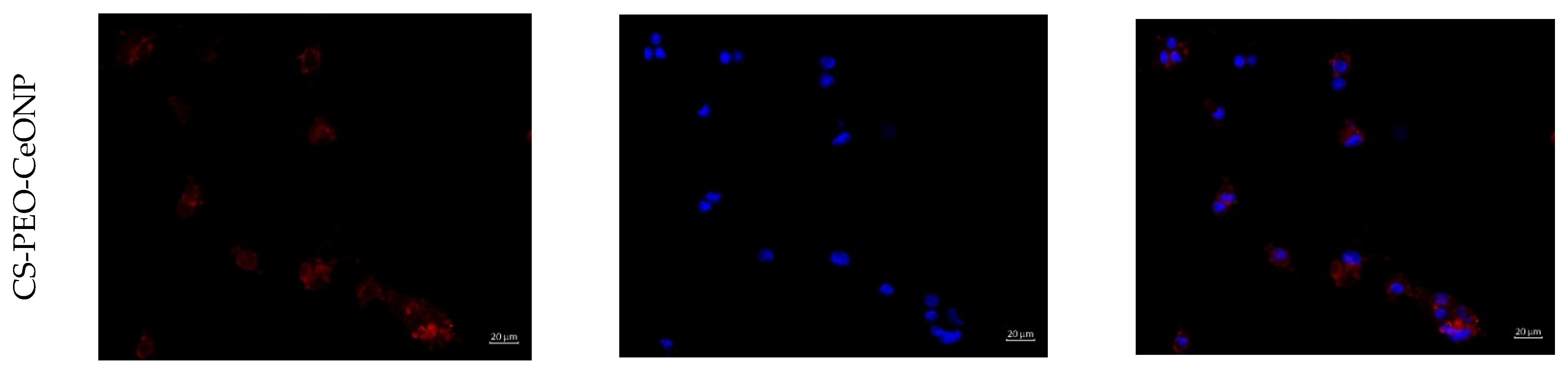 Polymers 16 01787 g006b