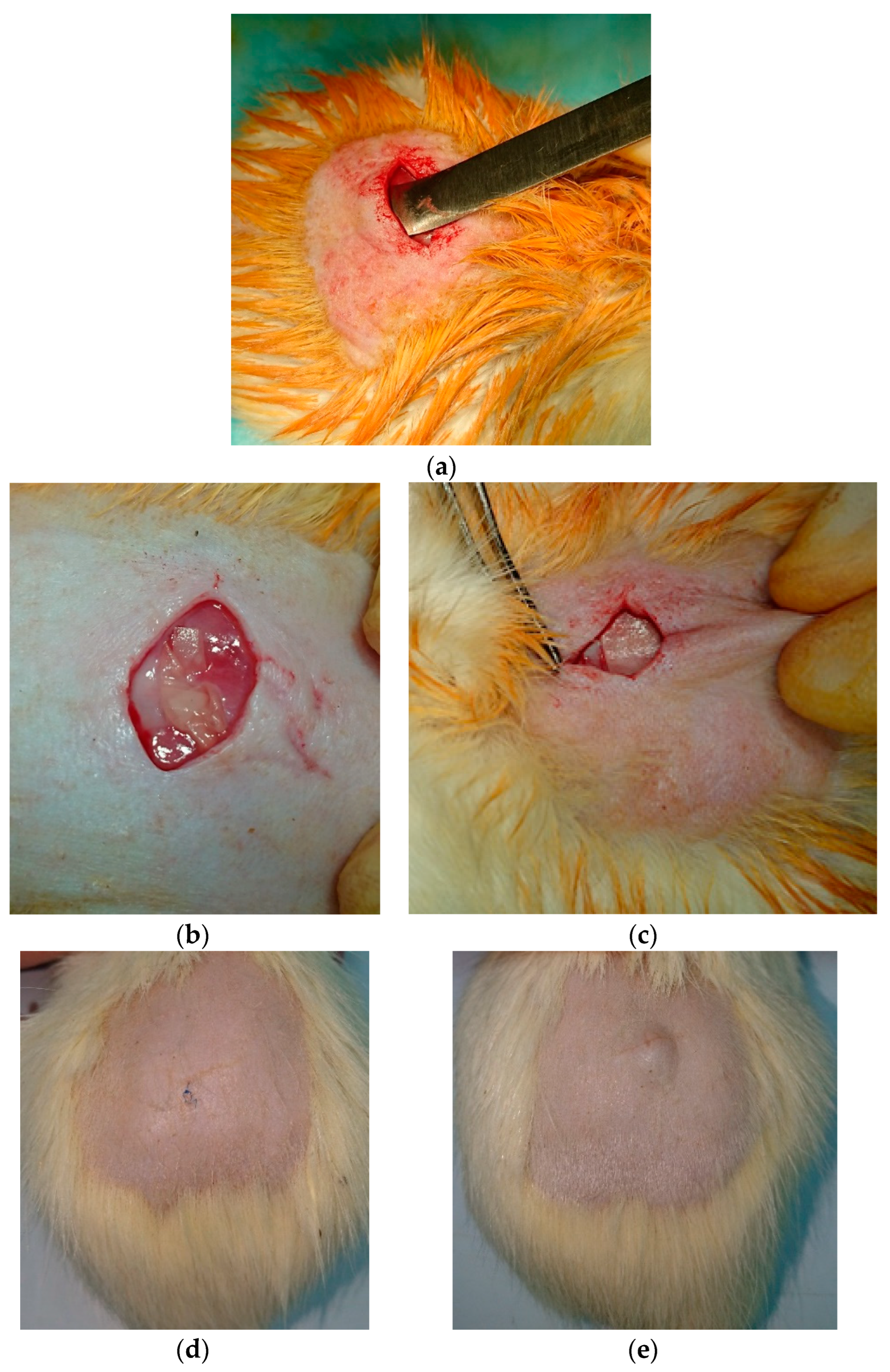 Polymers 16 01787 g007