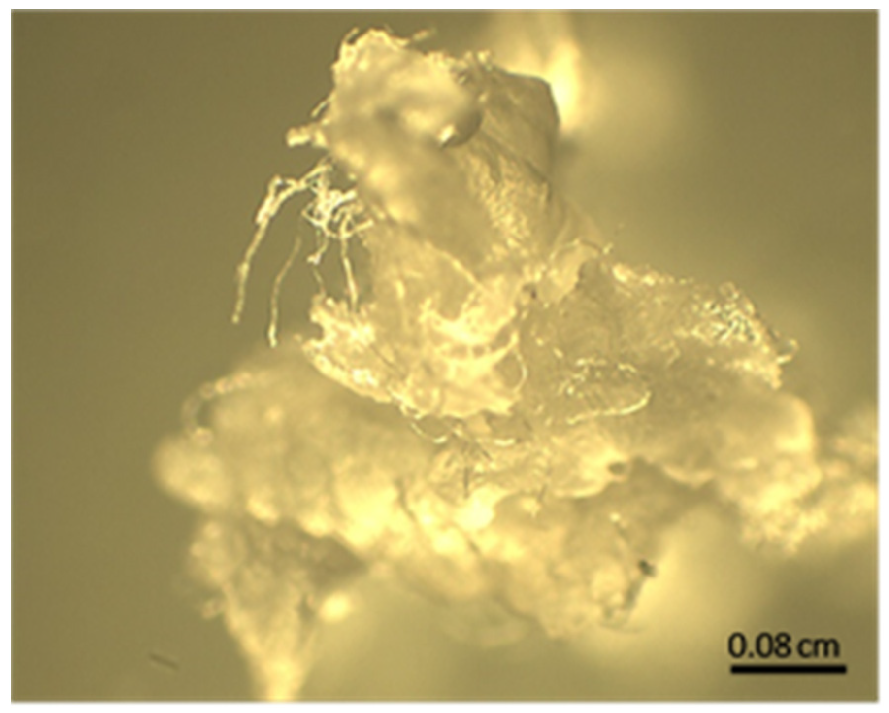 Polymers 16 01917 g004