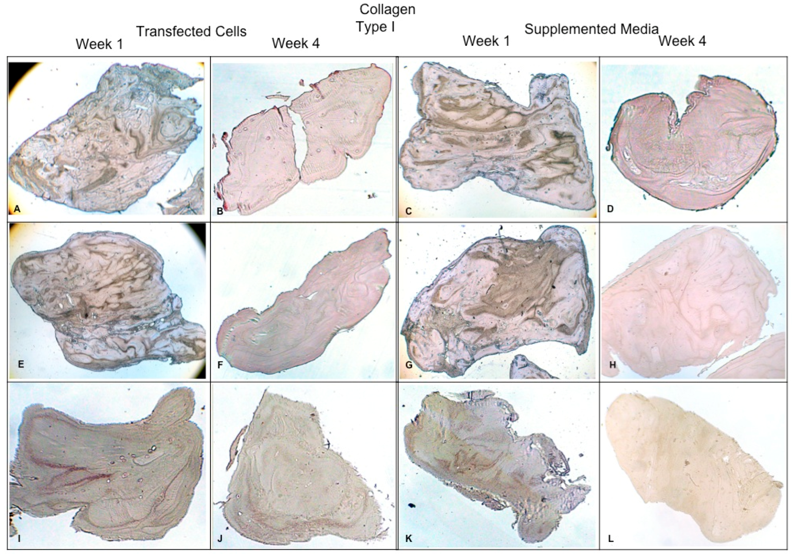 Polymers 16 01968 g007