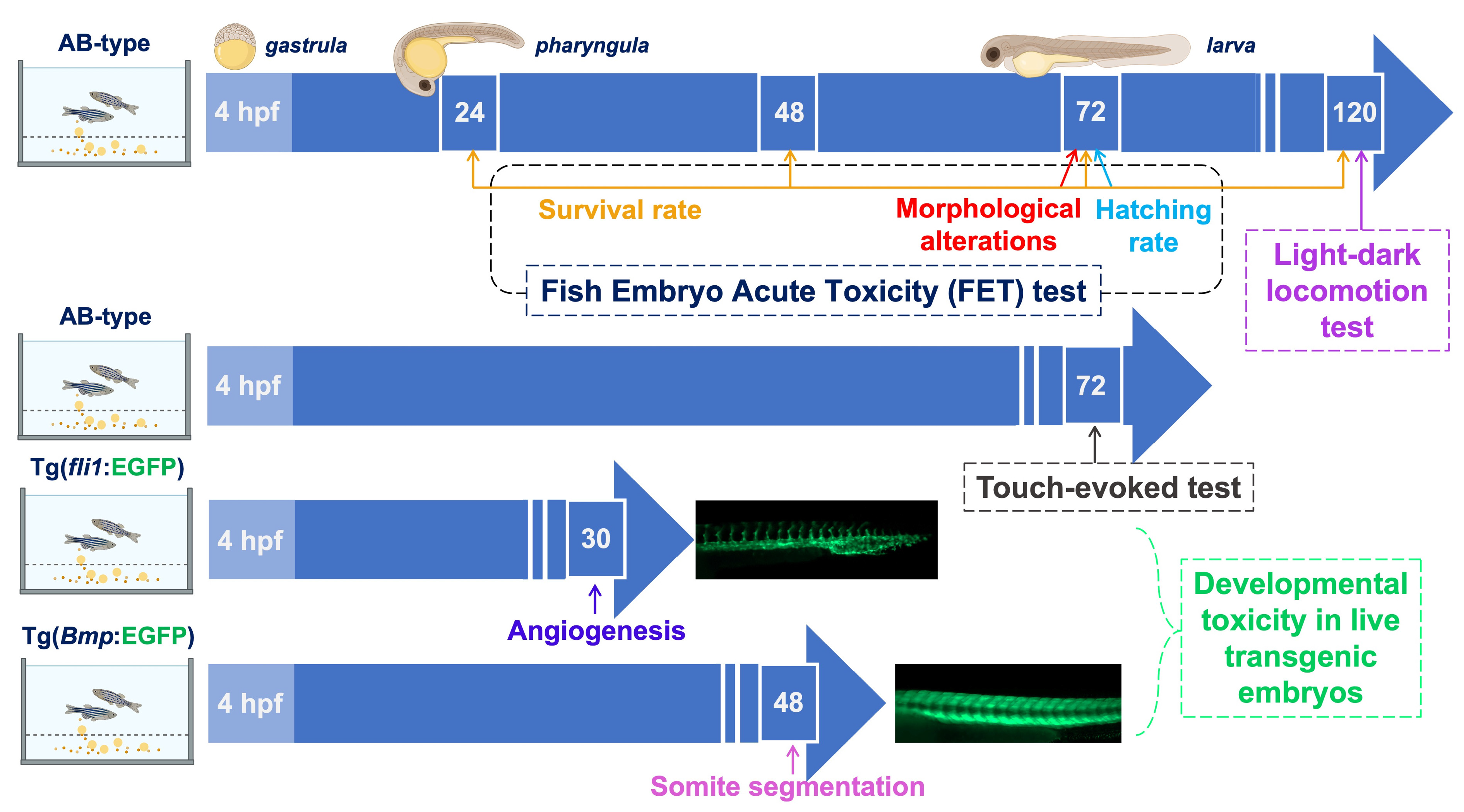 Polymers 16 02087 g002