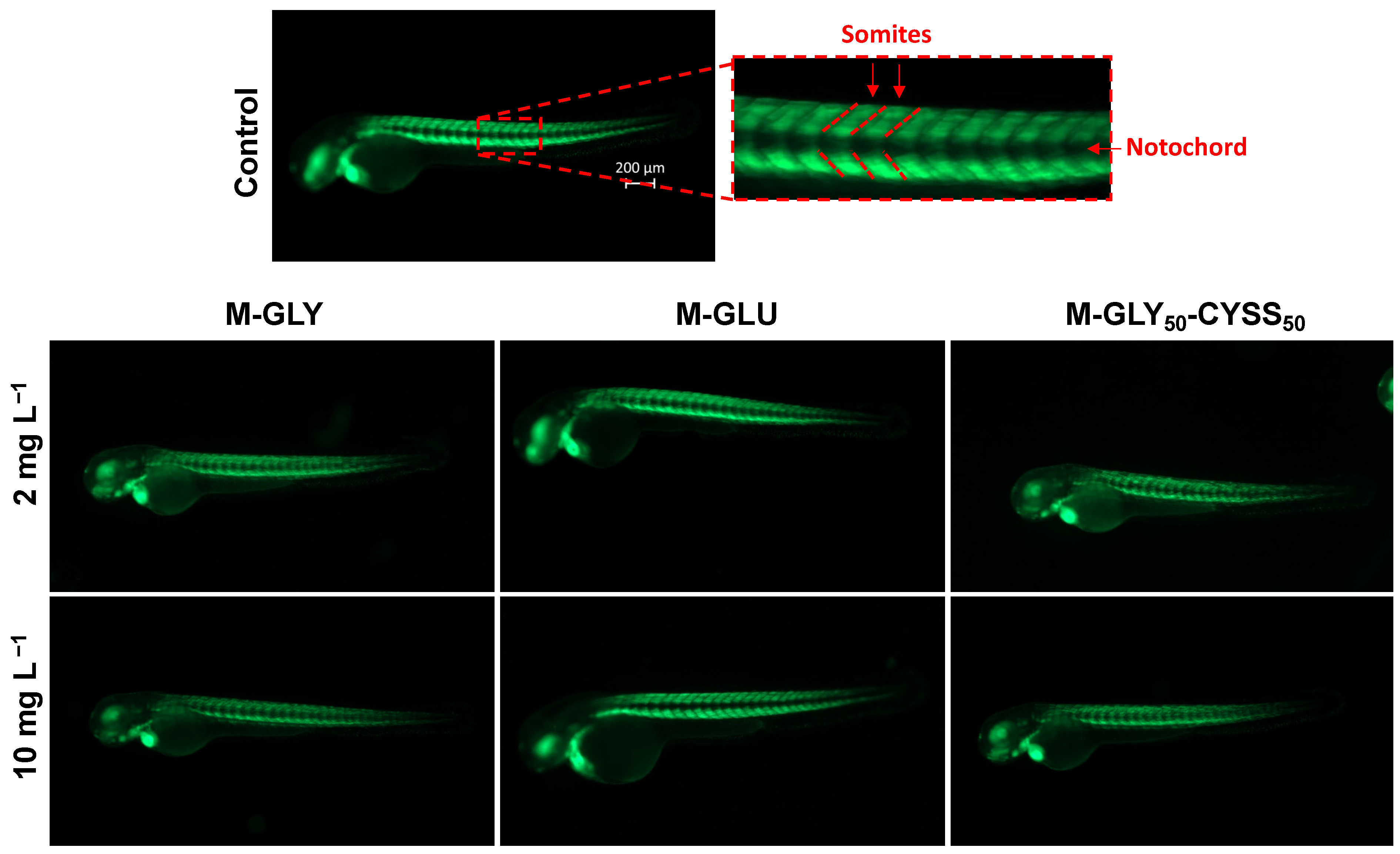 Polymers 16 02087 g007