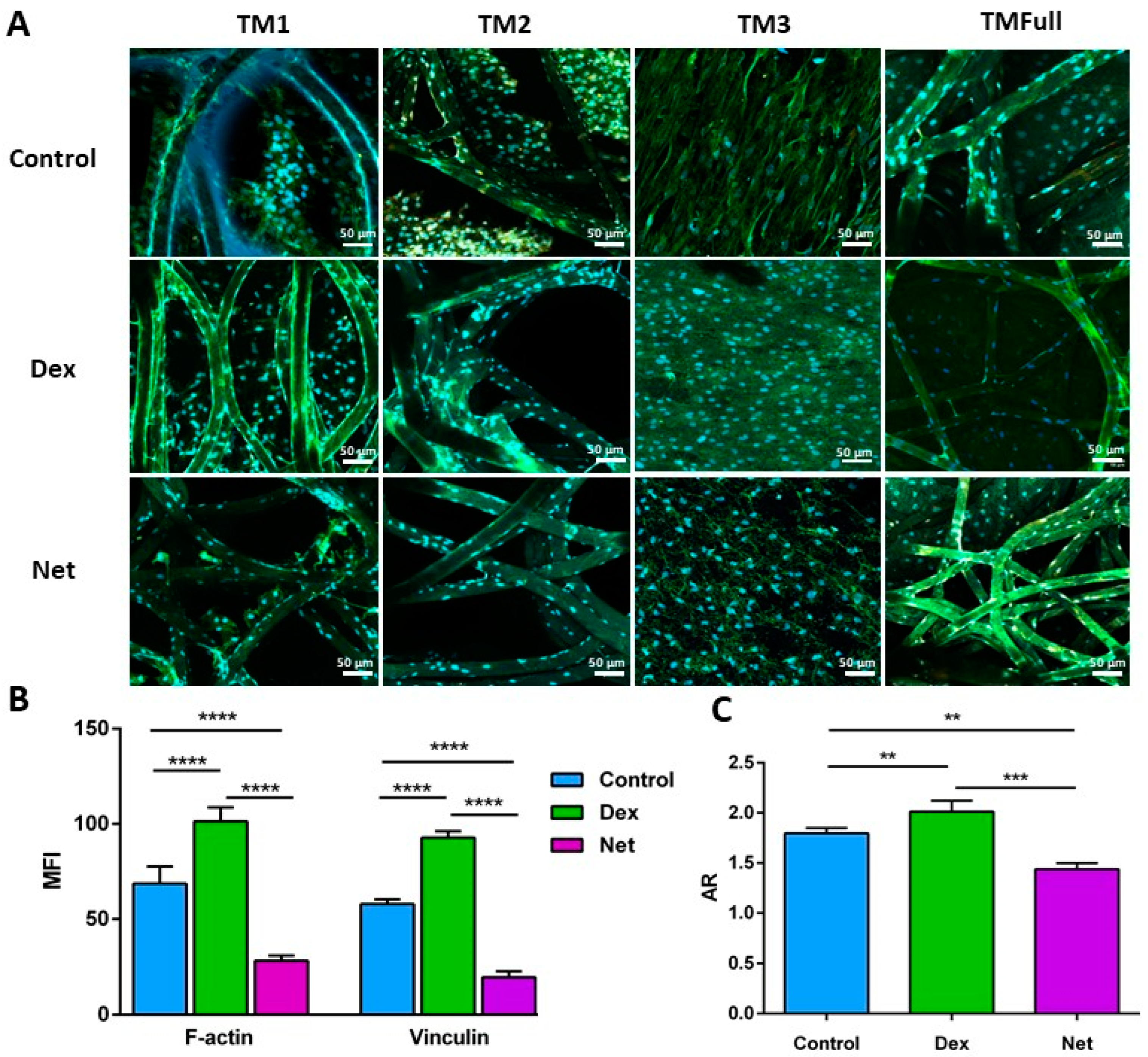 Polymers 16 02162 g005