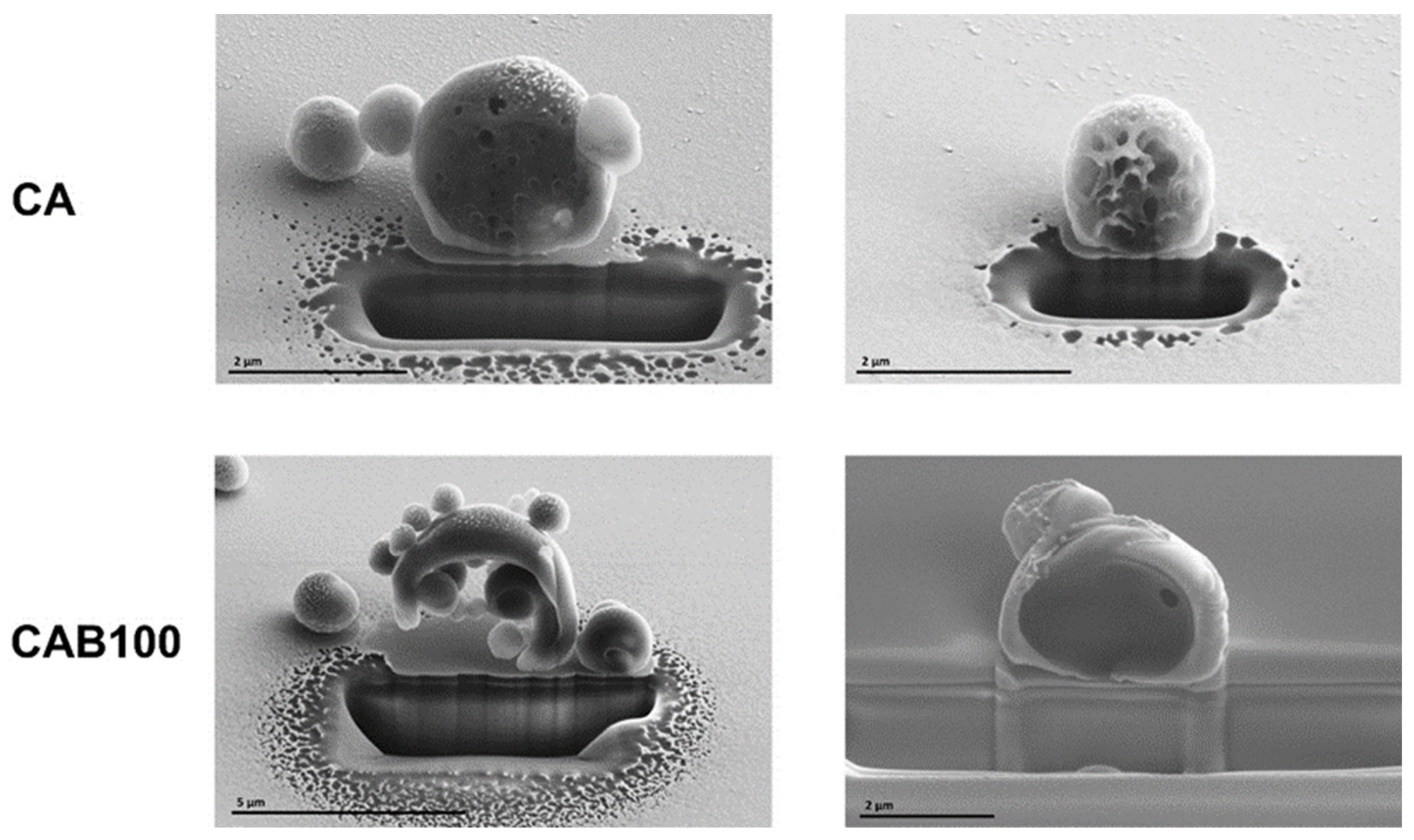 Polymers 16 02176 g005