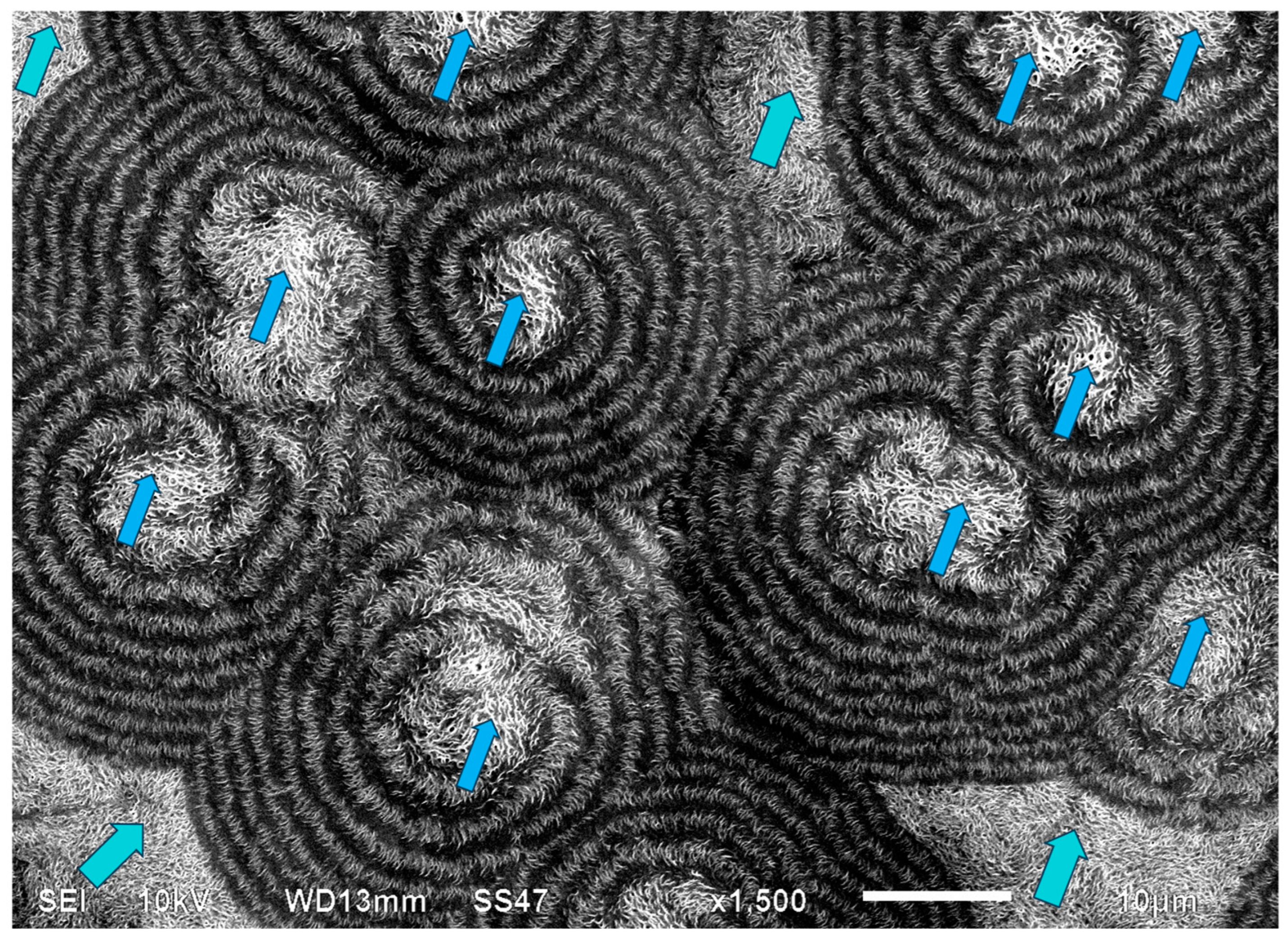 Polymers 16 02411 g021