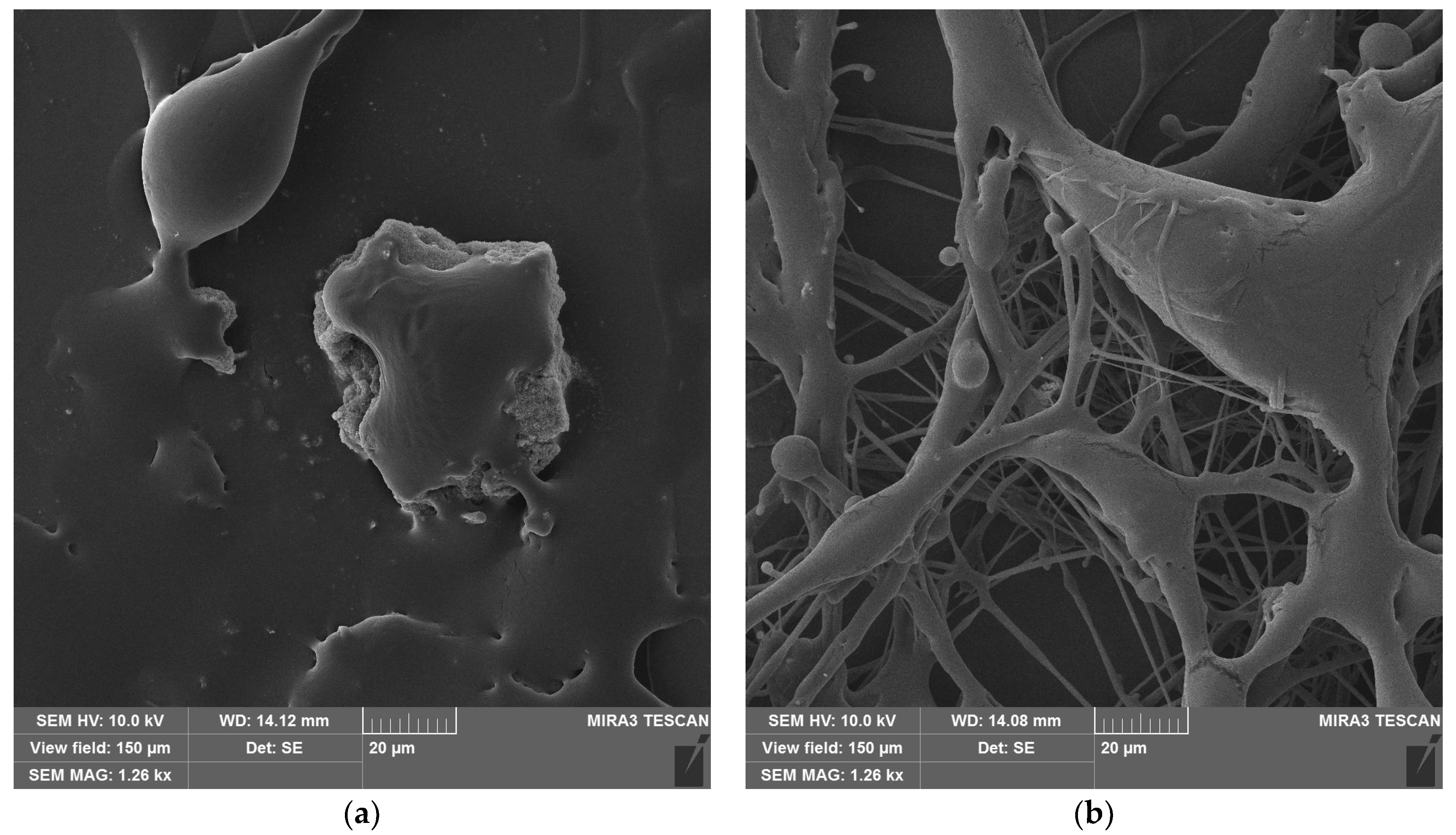 Polymers 16 02428 g006