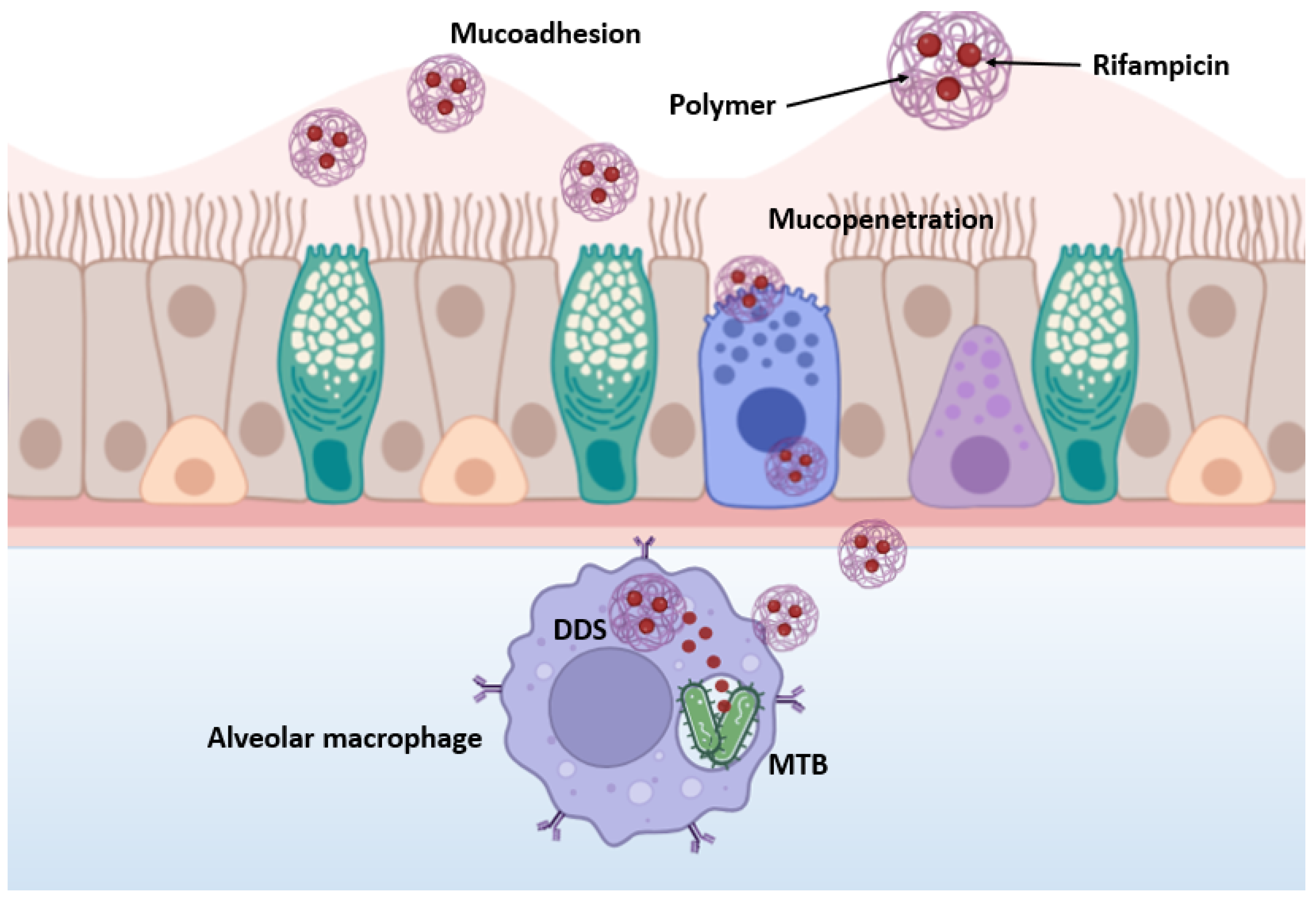 Polymers 16 02466 g007 Polymers 16 02466 g007